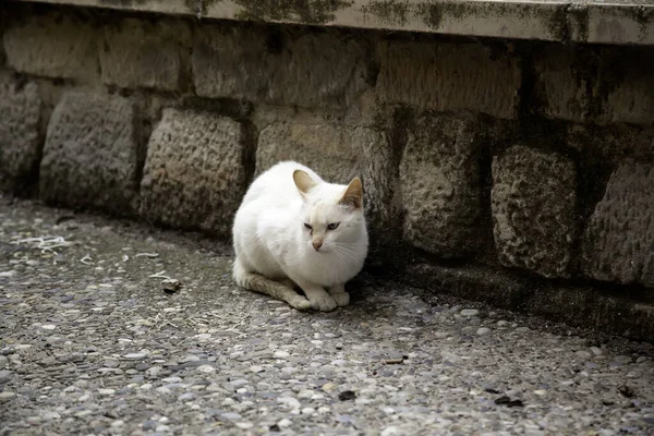 Chat Blanc Errant Détail Animal Abandonné Sans Abri — Photo