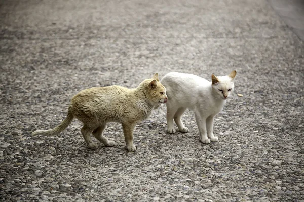 Dois Gatos Abandonados Detalhe Solidão Abandono Animal — Fotografia de Stock