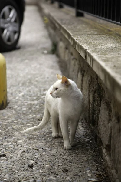 Vilsen Vit Katt Uppgift Övergivet Djur Hemlös — Stockfoto