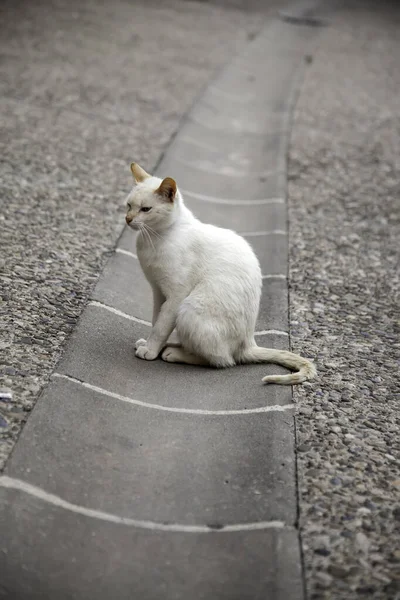 Gatto Bianco Randagio Dettaglio Animale Abbandonato Senzatetto — Foto Stock