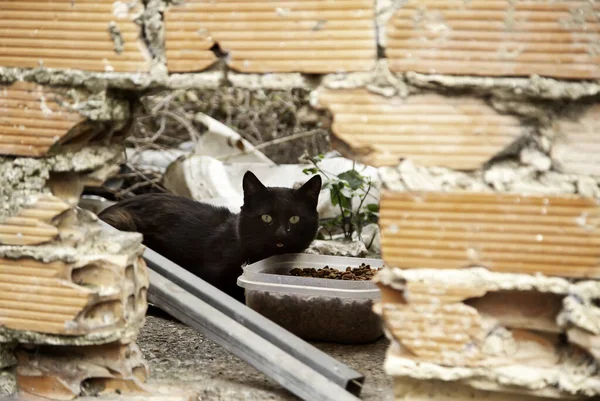 Elhagyott Fekete Macska Részlet Magány Éhség — Stock Fotó
