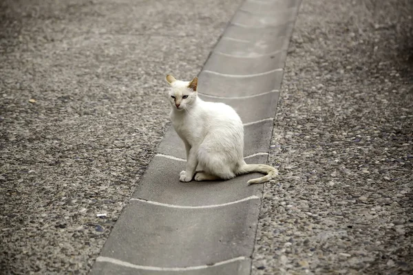 Gato Blanco Callejero Detalle Animal Abandonado Sin Hogar — Foto de Stock