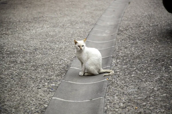 Gatto Bianco Randagio Dettaglio Animale Abbandonato Senzatetto — Foto Stock