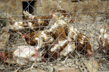 Tavuklar ağılda yemek yiyor, evcil kuşların ayrıntıları.