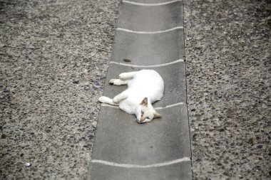 Beyaz sokak kedisi, terk edilmiş hayvanın ayrıntıları.