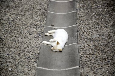 Beyaz sokak kedisi, terk edilmiş hayvanın ayrıntıları.