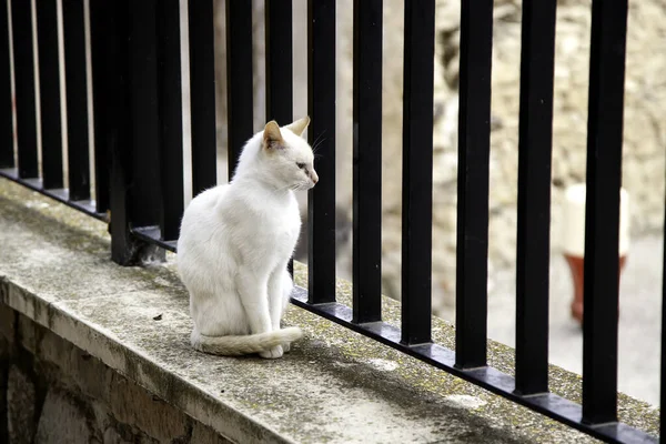 Beyaz Sokak Kedisi Terk Edilmiş Hayvanın Ayrıntıları — Stok fotoğraf
