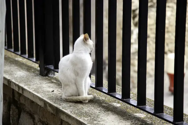 Gato Callejero Blanco Detalle Animal Abandonado —  Fotos de Stock