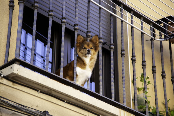 Dog on balcony, domestic animals, pet