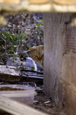 Sokak kedileri yiyor, terk edilmiş hayvanların ayrıntıları.