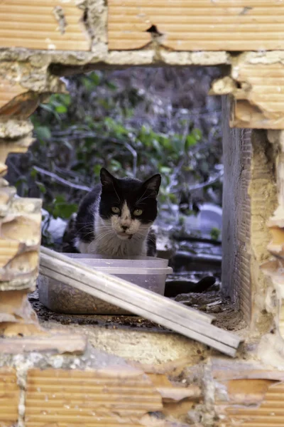 Straat Katten Eten Detail Van Verlaten Dieren — Stockfoto
