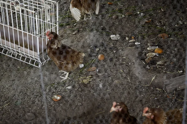 Poulets Dans Enclos Ferme Détail Des Oiseaux Industrie Viande Volaille — Photo