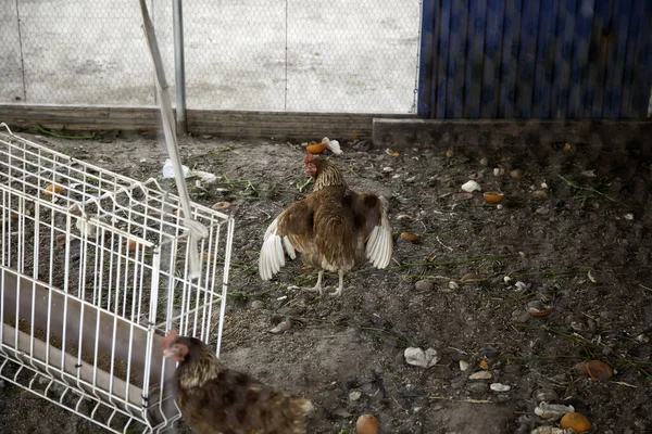 農場のペンで鶏 鳥の詳細 鶏肉業界 — ストック写真