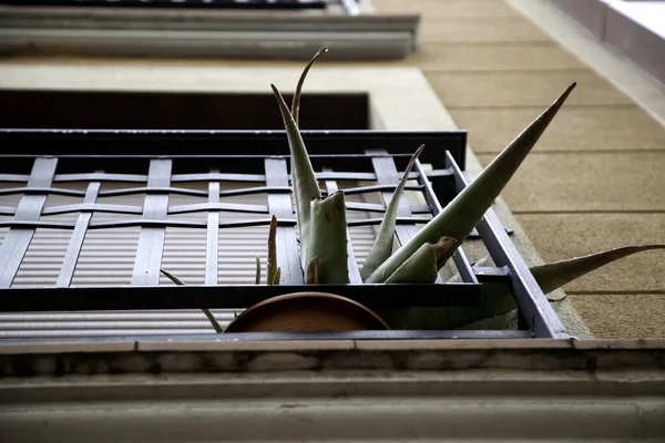 Planta Aloe Vera Maceta Flores Medicinales Curativas — Foto de Stock