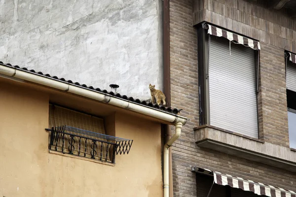 Çatıdaki Kedi Başıboş Hayvanlar Evcil Hayvanlar Özgür — Stok fotoğraf