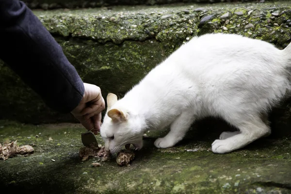 Stray cat eating, detail of abandoned animal feeding