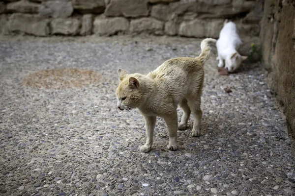 Stray Cat Eating Detail Abandoned Animal Feeding — Stock Photo, Image