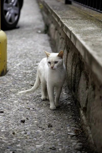 Başıboş Kedi Yemek Terk Edilmiş Hayvan Besleme Ayrıntıları — Stok fotoğraf