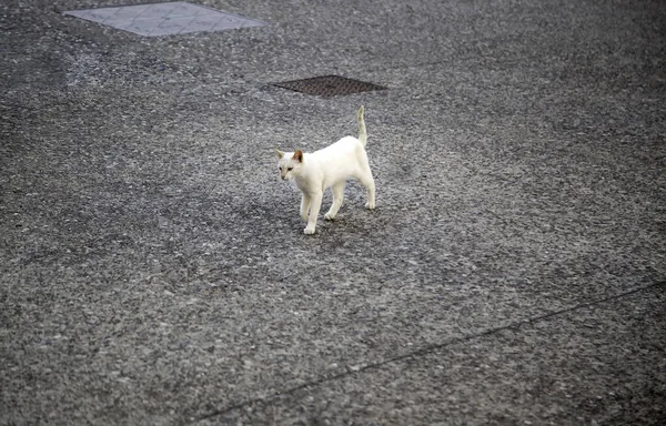 Streunende Katzen Fressen Detail Der Verlassenen Tierfütterung — Stockfoto