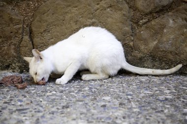 Terk edilmiş sokak kedileri, hayvan istismarı, üzüntü.