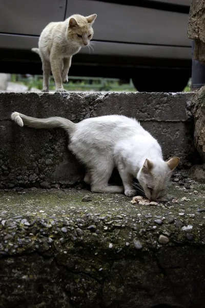 Gatos Callejeros Abandonados Maltrato Animal Tristeza — Foto de Stock