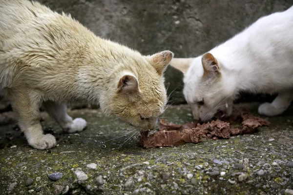 Kóbor Macskaevés Elhagyott Állatok Etetésének Részletei — Stock Fotó
