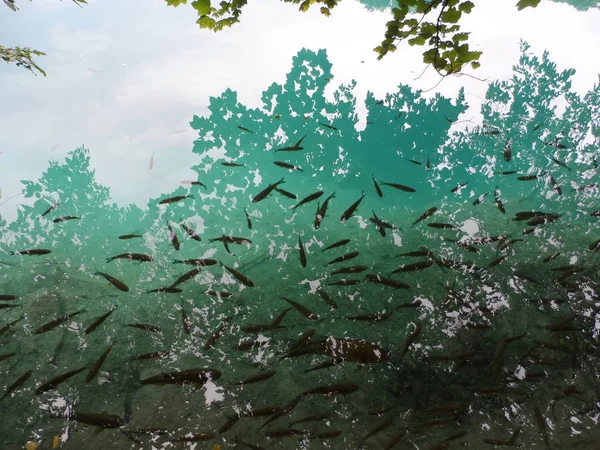 Esmerald 水中の魚 — ストック写真
