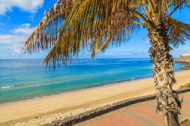 Palmiye ağacı üzerinde Morro Jable mesire kumlu bir plaj üzerinde Jandia Yarımadası, Fuerteventura, Kanarya Adaları, İspanya
