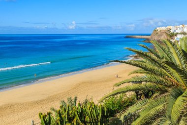 Morro Jable tatil köyü, Fuerteventura, Canary Islands, İspanya için plajda palmiye ağacı