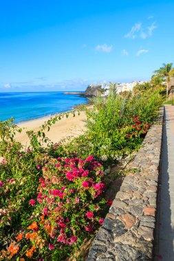 Kırmızı tropikal çiçeklerle Morro Jable mesire üzerinde plaj manzarası Jandia Yarımadası'nda, Fuerteventura, Kanarya Adaları, İspanya