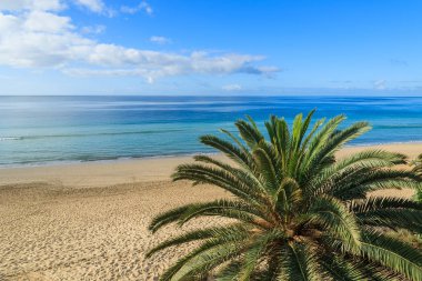 Palmiye ağacı üzerinde güzel tropikal Morro Jable sahilde Jandia Yarımadası, Fuerteventura, Kanarya Adaları, İspanya