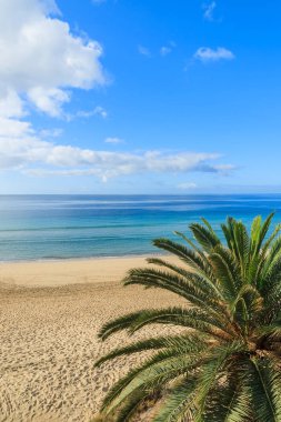 Palmiye ağacı üzerinde güzel tropikal Morro Jable sahilde Jandia Yarımadası, Fuerteventura, Kanarya Adaları, İspanya