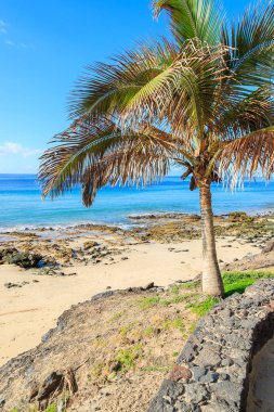 Palmiye ağacı üzerinde Morro Jable plaj sahil Jandia Yarımadası, Fuerteventura, Kanarya Adaları, İspanya