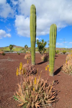 Las Playitas town, Kanarya Adaları, İspanya için road yakınındaki diğer tropik bitkiler arasında Fuerteventura üzerinde büyüyen büyük uzun boylu kaktüs bitkileri