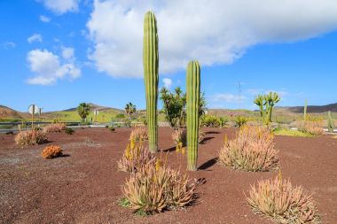 Las Playitas town, Kanarya Adaları, İspanya için road yakınındaki diğer tropik bitkiler arasında Fuerteventura üzerinde büyüyen büyük uzun boylu kaktüs bitkileri