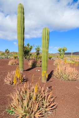 Las Playitas town, Kanarya Adaları, İspanya için road yakınındaki diğer tropik bitkiler arasında Fuerteventura üzerinde büyüyen büyük uzun boylu kaktüs bitkileri
