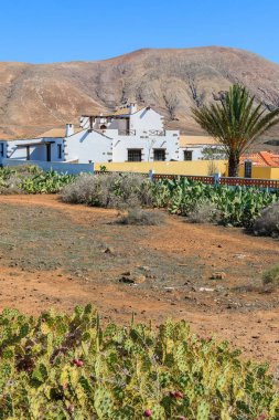 Tipik Kanarya stil Beyaz Saray La Ampuyenta kırsal alanda Köyü ve kaktüs bitkileri ön plan, Fuerteventura, Kanarya Adaları, İspanya