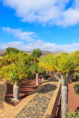 Tropik bahçeler Antigua Köyü, Fuerteventura, Kanarya Adaları, İspanya