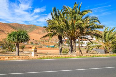 Palmiye ağaçları boyunca bir yol ve Pajara Köyü, Fuerteventura, Kanarya Adaları, İspanya yakınındaki volkanik dağlarının görünümü