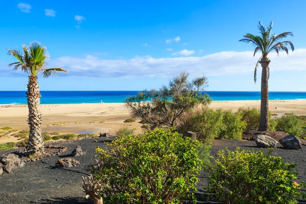 Palmeiras Morro Jable Passeio Longo Praia Península Jandia Fuerteventura Ilhas — Fotografia de Stock