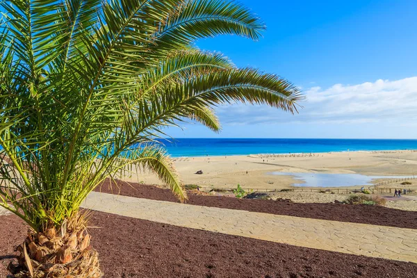 Palmeras Paseo Marítimo Morro Jable Largo Playa Península Jandia Fuerteventura — Foto de Stock