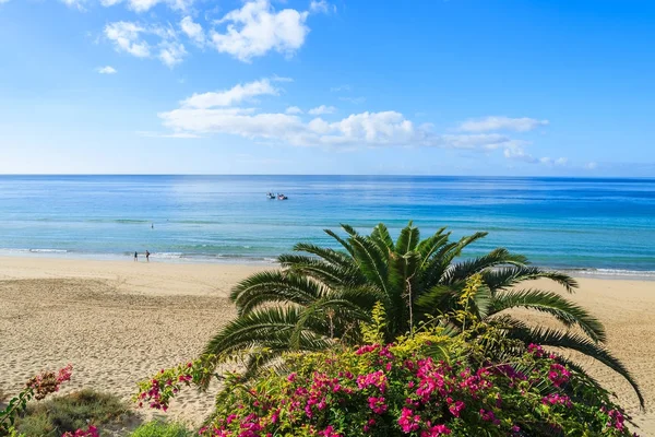 ハンディア半島 フェルテベントゥラ島 カナリア諸島 スペインの美しいトロピカルビーチ モロな宿泊施設にヤシの木 — ストック写真
