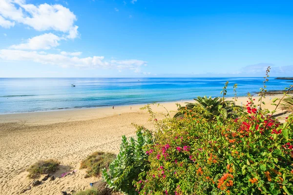 Flores Tropicales Paseo Marítimo Morro Jable Con Vistas Playa Península — Foto de Stock