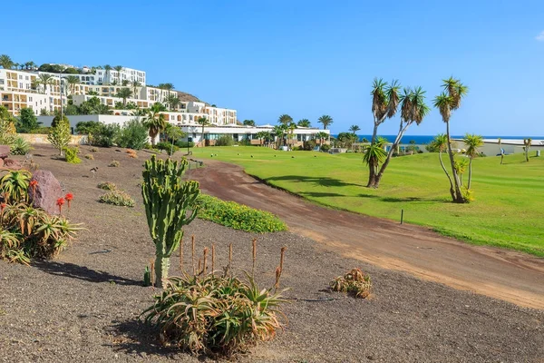 Tropiska Växter Trädgården Kust Fuerteventura Las Playitas Byn Kanarieöarna Spanien — Stockfoto