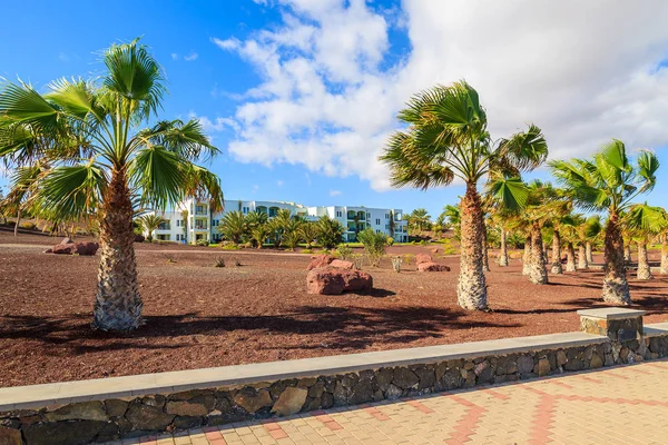 Las Playitas Köyü, Fuerteventura, Canary Islands, İspanya için palmiye ağaçları ile Sahil mesire