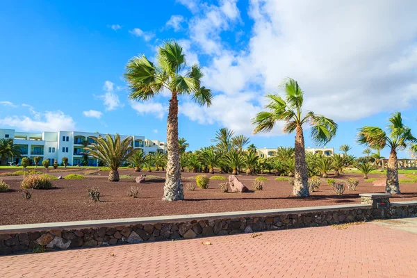 Palmiye ağaçlarının kıyı sahil Las Playitas tatil şehir, Fuerteventura Adası, İspanya
