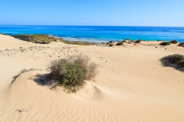 Sanddünen Nationalpark Corralejo Und Blick Auf Meer Fuerteventura Kanarische Inseln — Stockfoto