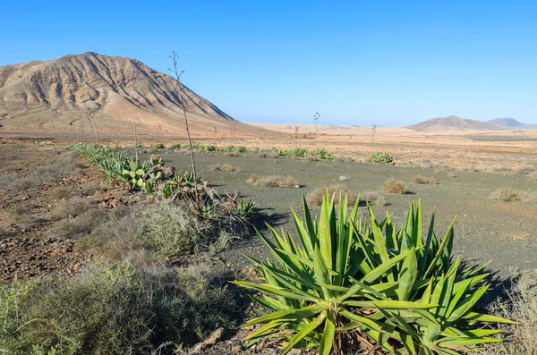 Paisaje Montaña Planta Verde Cerca Ciudad Tindaya Fuerteventura Islas Canarias — Foto de Stock