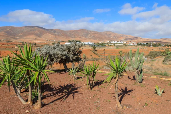Plantas Tropicales Paisaje Montaña Isla Fuerteventura España — Foto de Stock