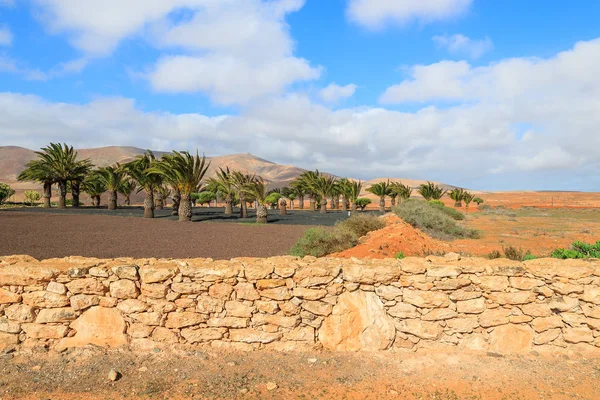 Palmen Landschaft Von Antigua Dorf Fuerteventura Kanarische Inseln Spanien — Stockfoto
